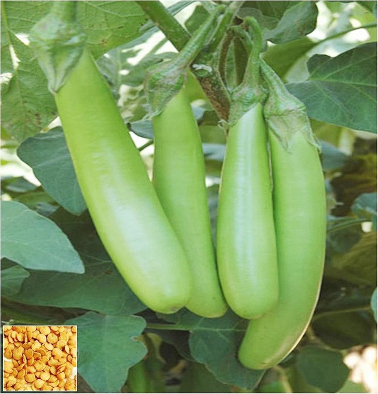 KANAYA Brinjal Green Long Seed  (100 per packet)