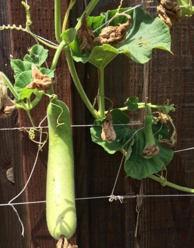 UGRA Bottle Gourd Seeds Hugua Lauki Seed  (150 per packet)