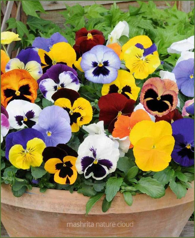 Nodoc Pancy Mix Seed  (46 per packet)