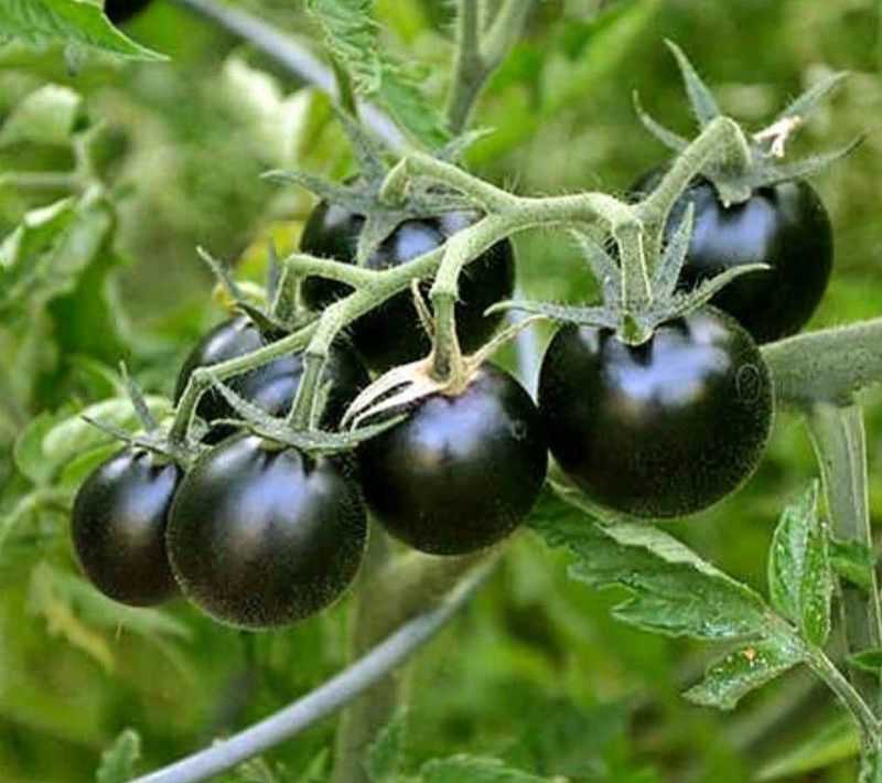KANAYA Vegetable - Black - Tomato Russian Seed  (540 per packet)