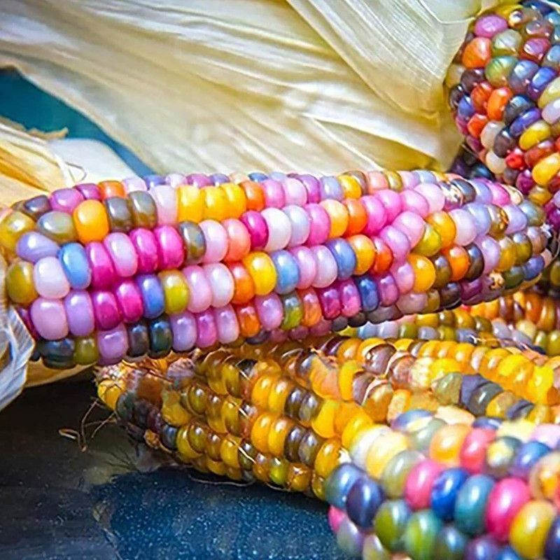 CYBEXIS F1 Hybrid Rainbow Corn Seeds 500 Seeds Seed  (500 per packet)