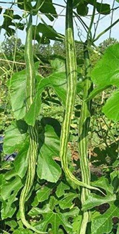 NOLVOX High Yield Rare Hybrid" Snake Gourd" Chachinda Pudalangai Vegetable Seed  (50 per packet)