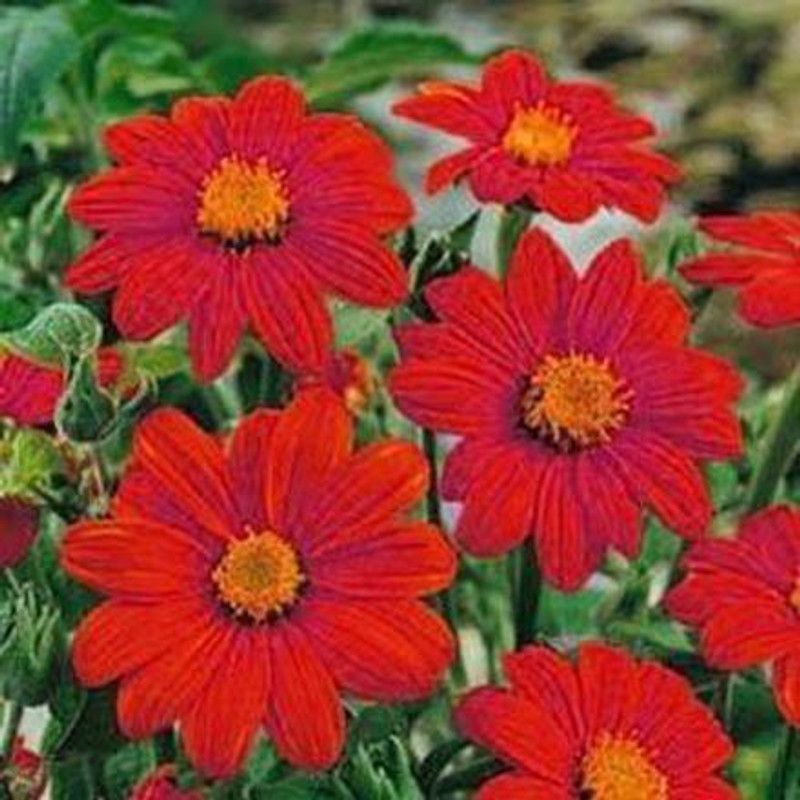 Nodoc Tithonia flower Seed  (40 per packet)