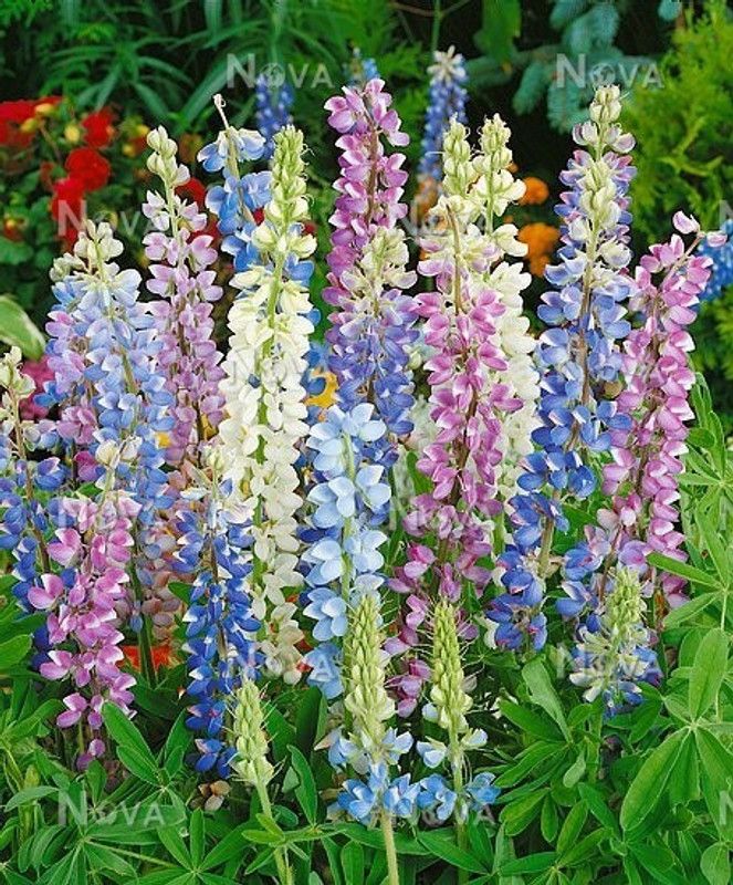 PMB Lupin Hartwegii Pixii Seed  (25 per packet)