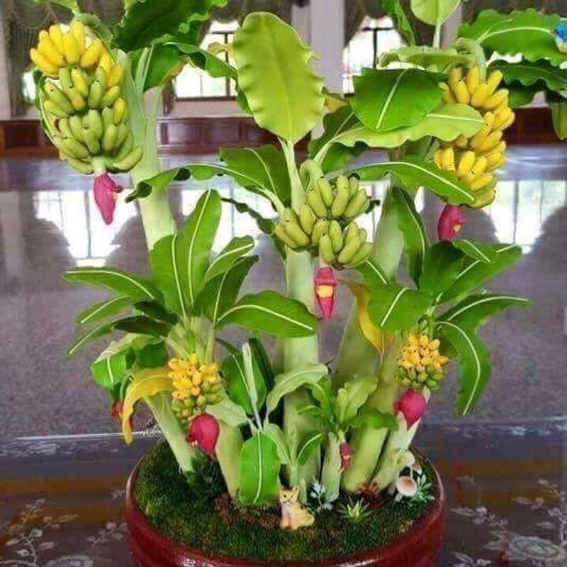 InGreen Banana Plant  (Hybrid, Pack of 1)