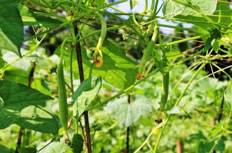 UGRA Sponge Gourd/turai/tori Seed  (200 per packet)
