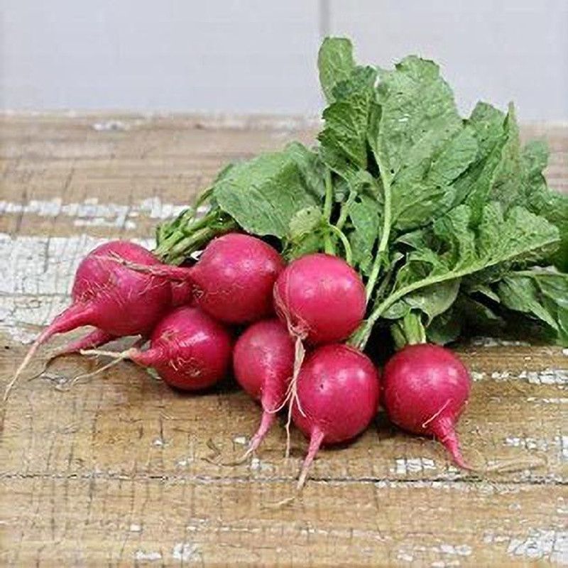 Nodoc Red round Radish Seed  (13 per packet)