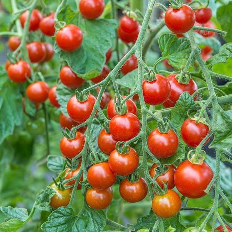 SimXotic Cherry Tomato Hybrid Vegetable Fine Seeds - 50 Seeds Seed  (50 per packet)