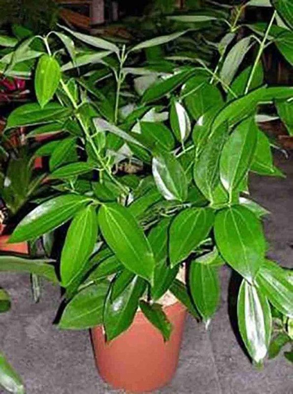 Agroholic Traders Cinnamon Plant  (Hybrid, Pack of 1)