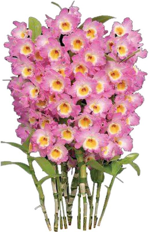 Redoak Dendrobium Orchid Flower Seeds - Pink - 100 Pcs Seed  (100 per packet)