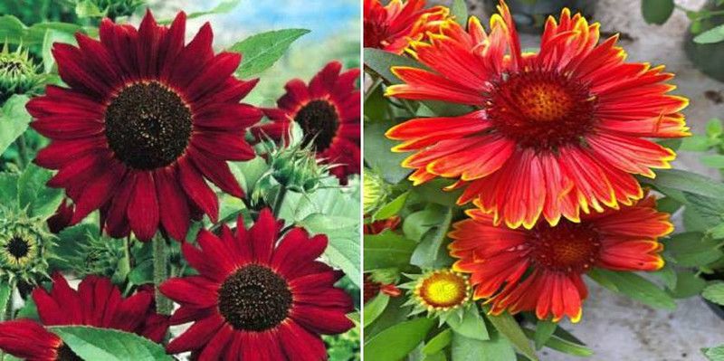 xcentax sunflower red & Gallardia Seed  (25 per packet)