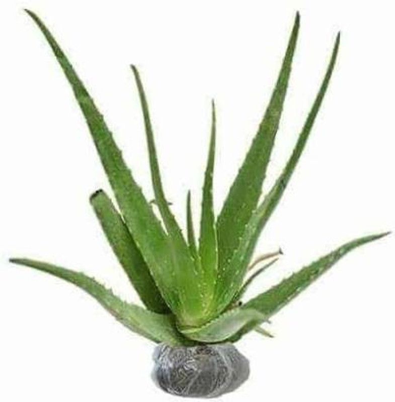 Platon Aloe Vera Plant  (Hybrid, Pack of 5)
