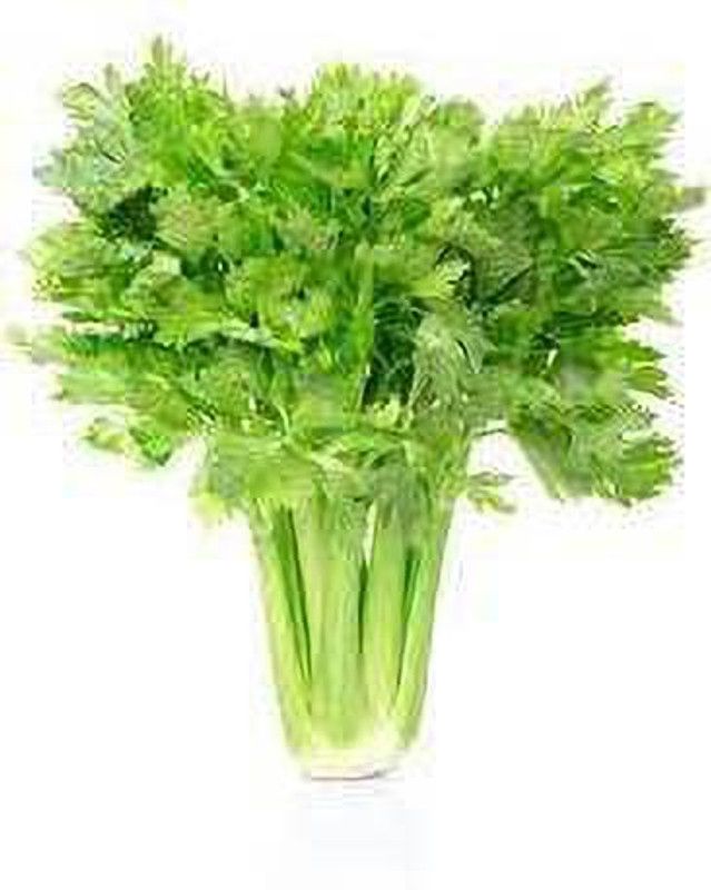 Audbhidhi Vegetable Seeds |Celery Hybrid Vegetable Seeds For Home Gardening 30 To 50 Seeds Seed  (50 per packet)
