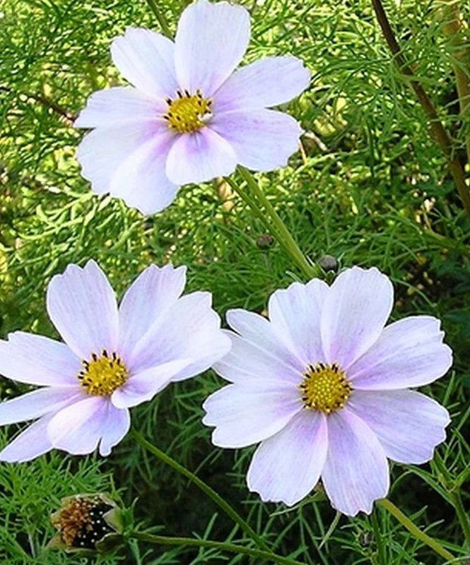 CYBEXIS Cosmos BIPINNATUS Sensation - Purity White - HIGH Quality Flower Seeds Seed  (50 per packet)