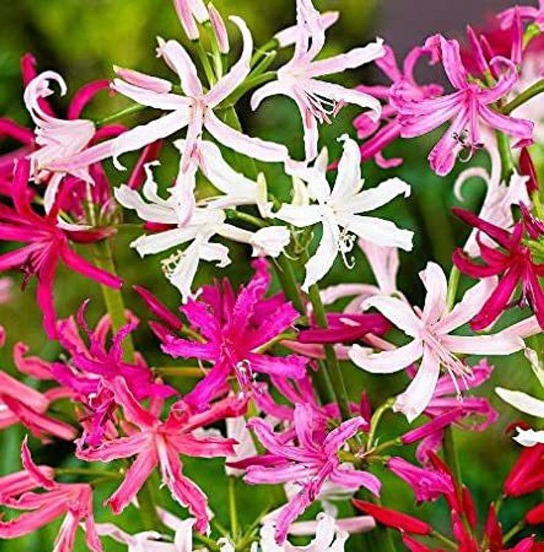 Audbhidhi Audbhidhi Nerine Lily Summer Season Flower Bulbs for Home Gardening (PACK FO 5 BULBS) Seed  (5 per packet)