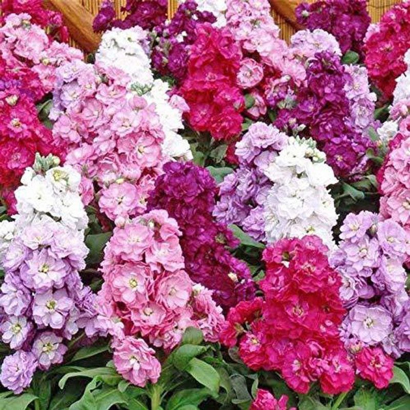 KANAYA Stock Matthiola Flower Seed  (20 per packet)