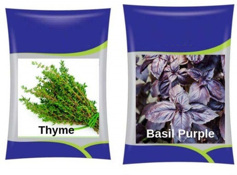 VibeX Thyme & Basil Purple Herb Combo Seed  (40 per packet)