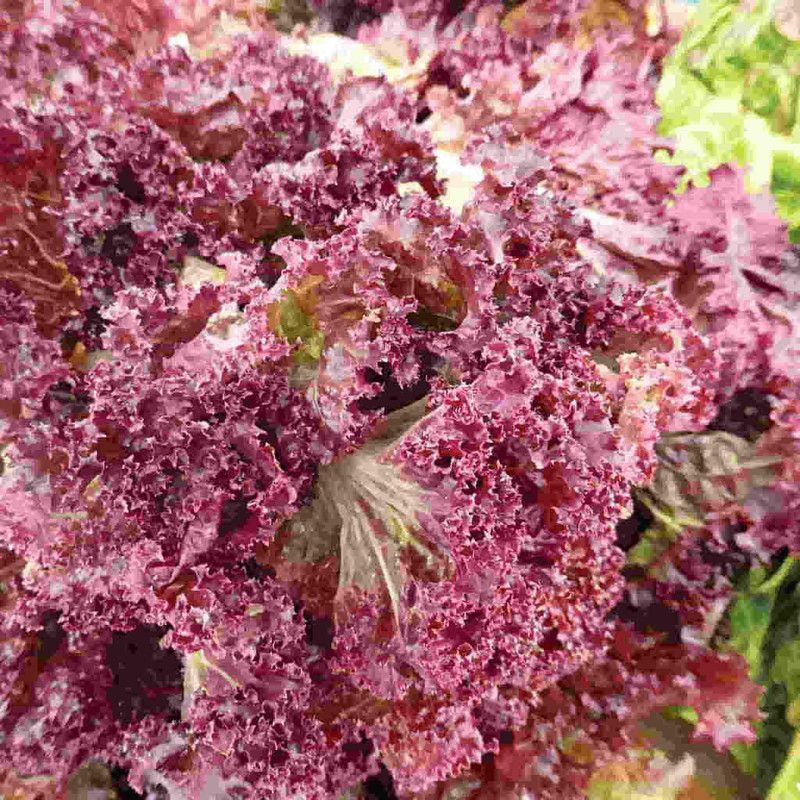 Paudha Lettuce Red Seed  (15 per packet)