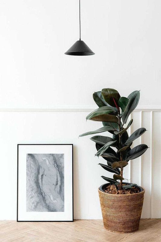 Rainbow Garden Rubber Tree  (Hybrid, Pack of 1)