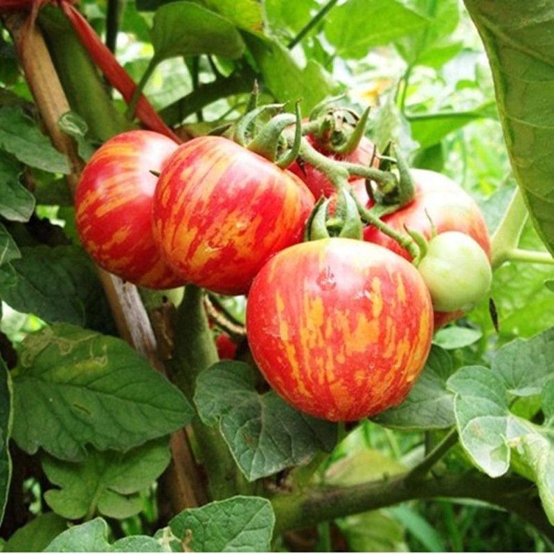 Qualtivate ® Tomato Cherry Stripe Seeds Seed  (1000 per packet)