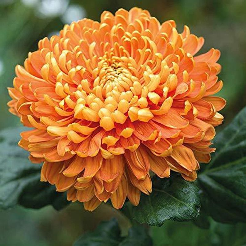CYBEXIS Chrysanthemum Gaint Flowering Varieties Air Purifier Seeds Seed  (1 g)