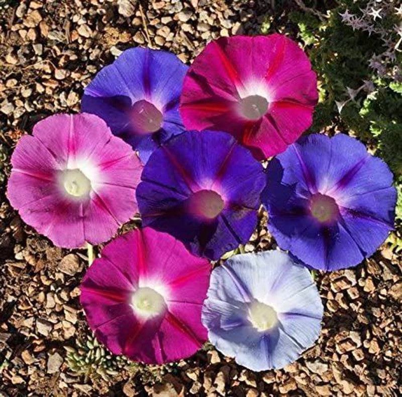CYBEXIS Morning Glory Tall Mix Wildflower Seeds for Pink White and Purple Vining Seed  (50 per packet)