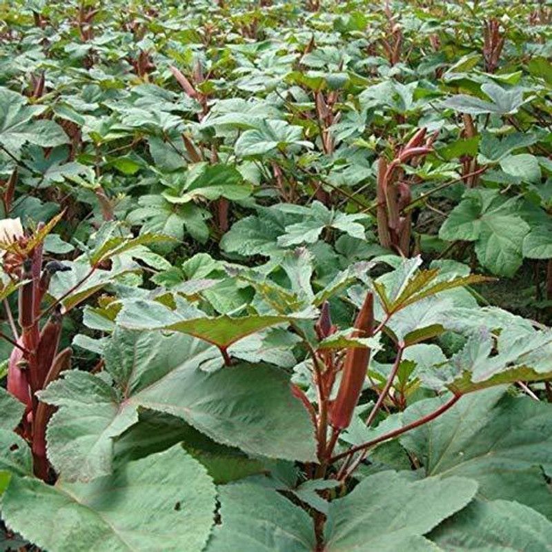 Qualtivate ® Okra Burgundy F1 Hybrid Vegetable Seeds (LADIES FINGER) Seed  (2500 per packet)