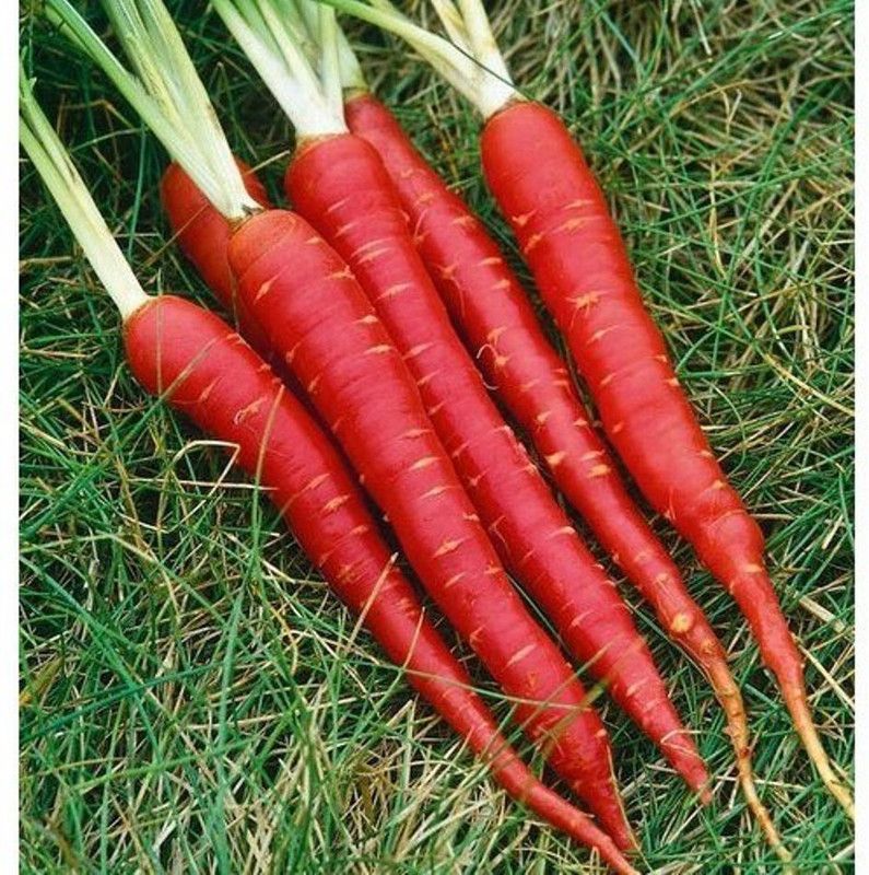 Xesas Carrot red Seed  (40 per packet)