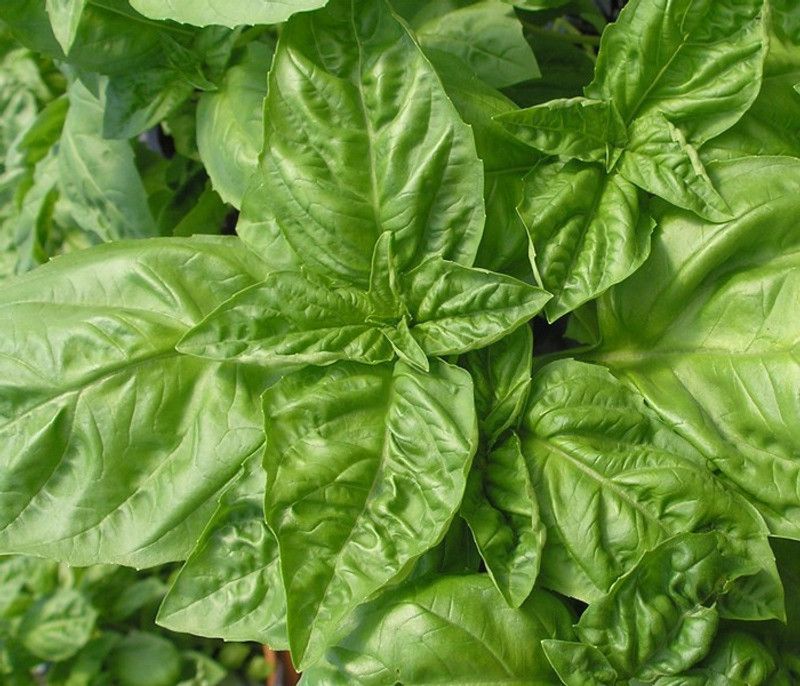 WILLVINE ATS-8 Certified Organic Nufar F1 Basil Seed  (2000 per packet)