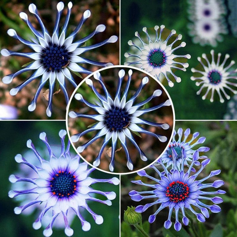 CYBEXIS Blue Daisy Plants Flower Seeds Seed  (1 g)