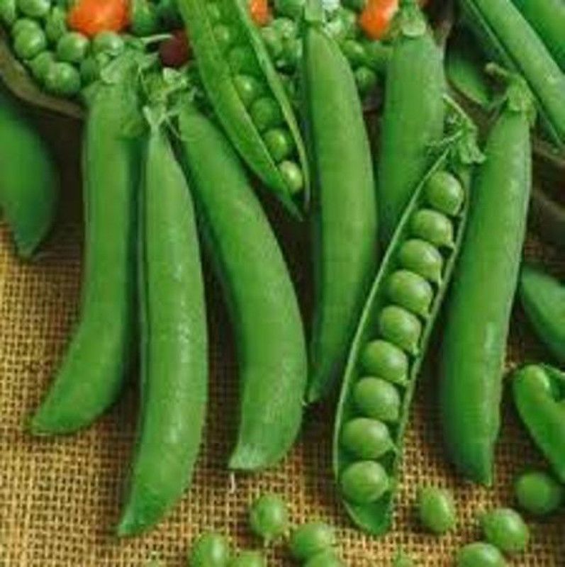 KANISHQ pea Seed  (50 per packet)