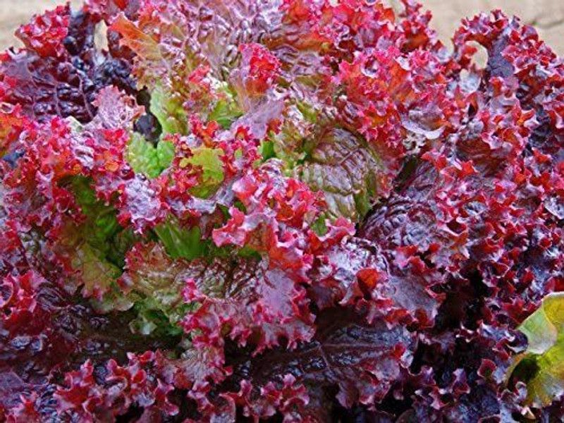 VibeX ® LXI-436 Lolo Rosso Leaf Lettuce Seeds Seed  (200 per packet)