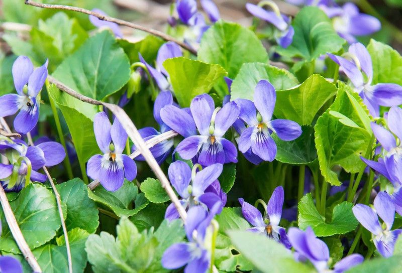 Paudha Viola Flower Seed  (11 per packet)