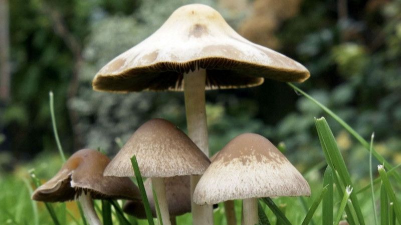 XOLDA Organic mushroom herb Seed  (31 per packet)