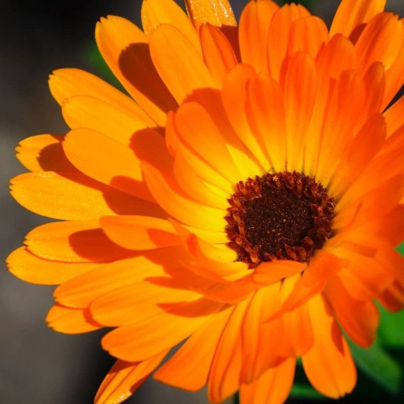 CYBEXIS Annual Flowers, Calendula - Art Shades Mixed Seed  (50 per packet)