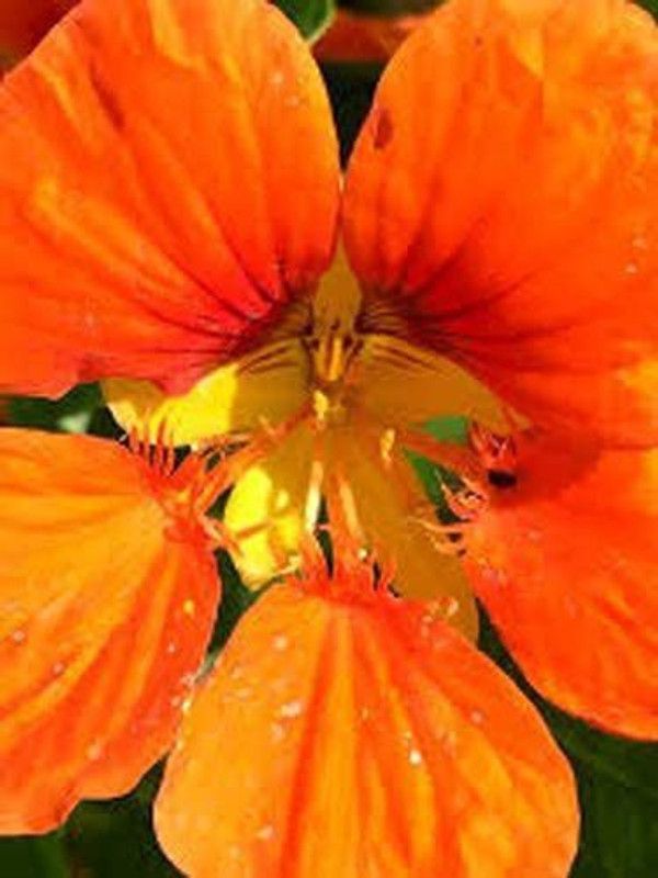CYBEXIS Dwarf Nasturtium (Tropaeolum Minus Ladybird Creme Purple Spot) Seed  (1 g)