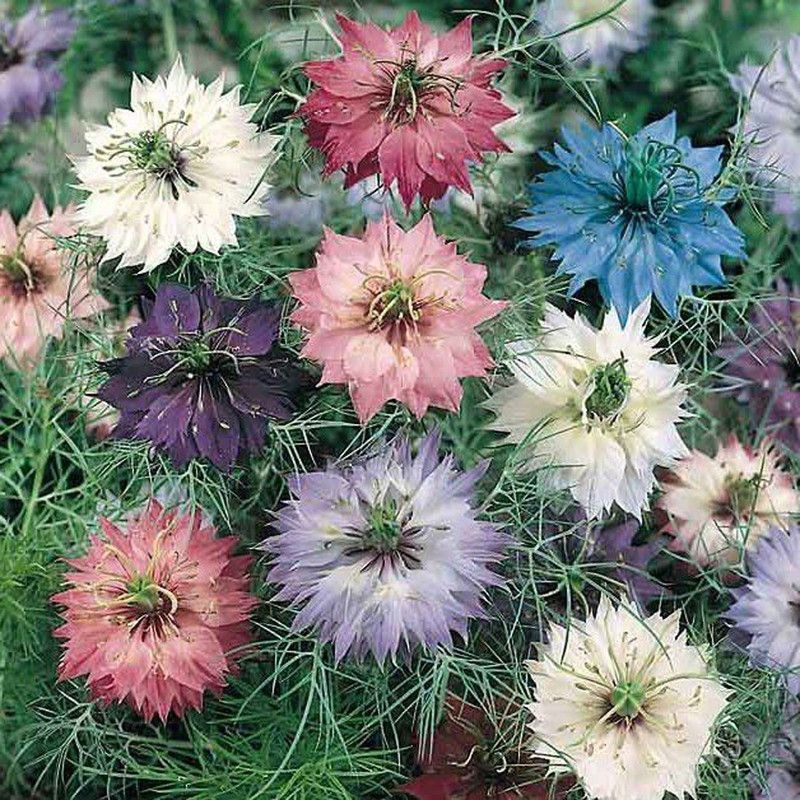 Redoak Clematis Climbing Flower Seeds -Mixed -100 Pcs Seed  (100 per packet)