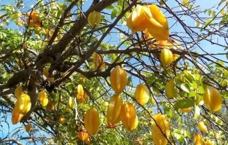 Chalisa Star Fruit, Carambola Seed  (24 per packet)