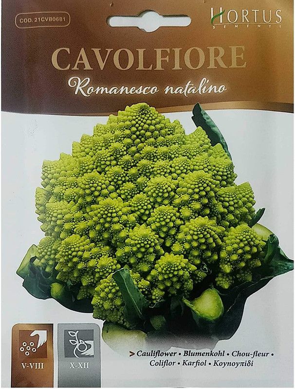 VibeX ™ XII-701-Fast High Germination Broccoli Romanesco Seeds Seed  (10 per packet)