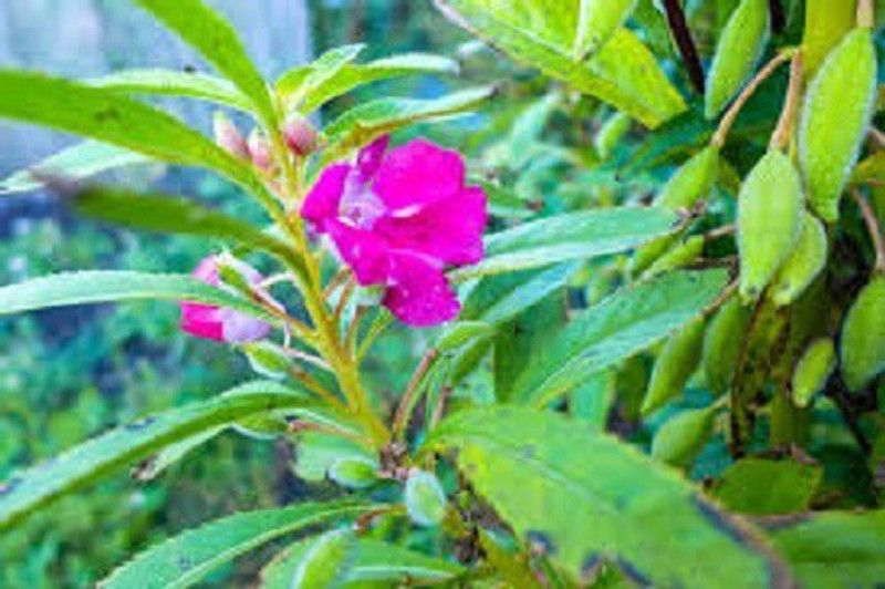 CYBEXIS Balsam Camellia Mixed Flower Seeds Impatiens Balsamina Seed  (25 per packet)
