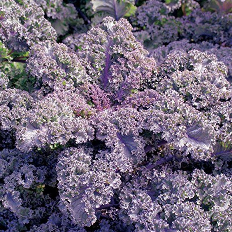 CYBEXIS Ornamental Kale" Curly Scarlet" rare Ornamental Vegetable seeds Seed  (50 per packet)
