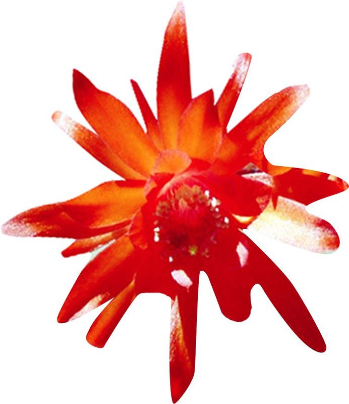 Nema Jade Cents Flower Seeds-Orange-100Pcs Seed  (100 per packet)