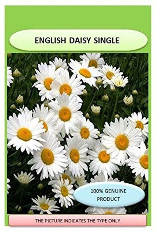 CYBEXIS Hybrid Flower Seeds- African Daisy Seed  (50 per packet)