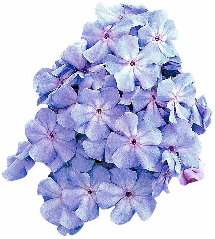 CYBEXIS Heirloom Phlox Rare Flower Seeds-Blue Seed  (1 g)