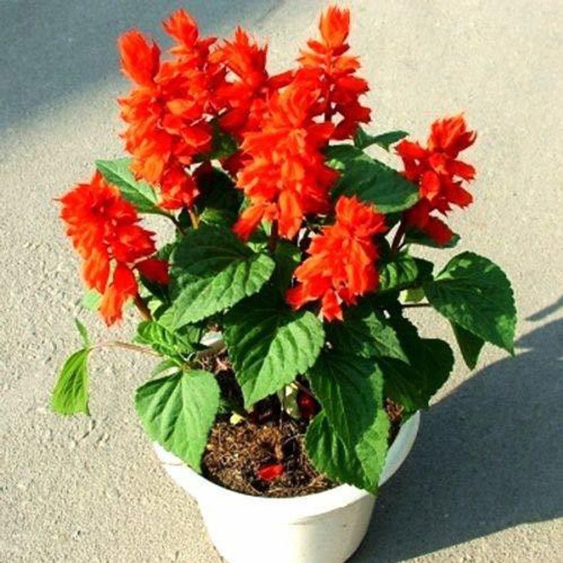 CYBEXIS Salvia Bon Fire Red Color Flower Seeds Seed  (1 g)