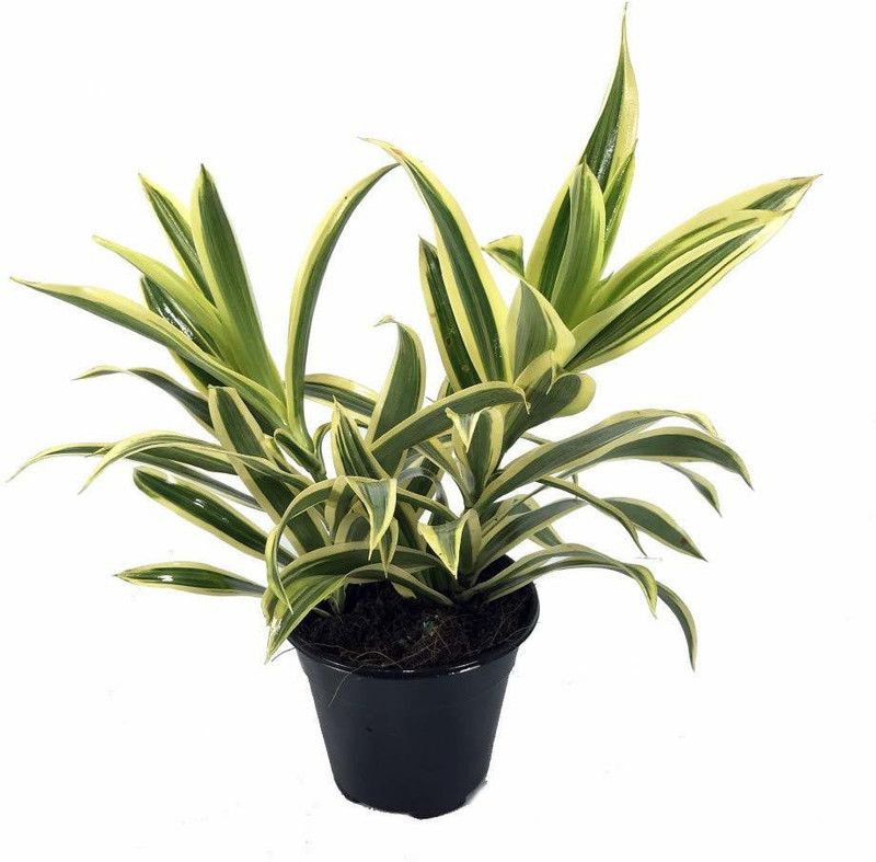 Indian Flora Spider Plant  (Pack of 1)