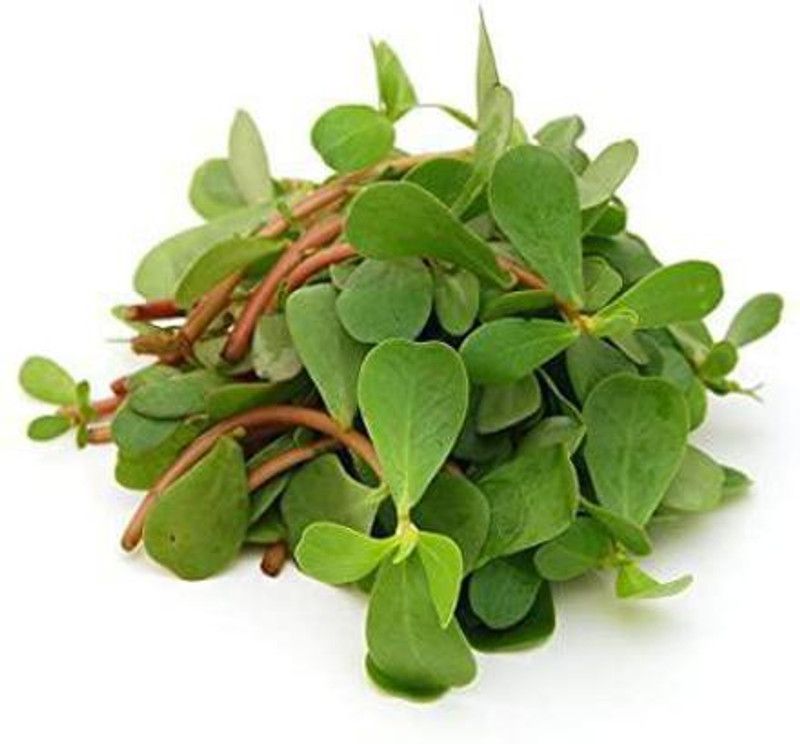 XOLDA Organic Kulfa Purslane Seed  (61 per packet)