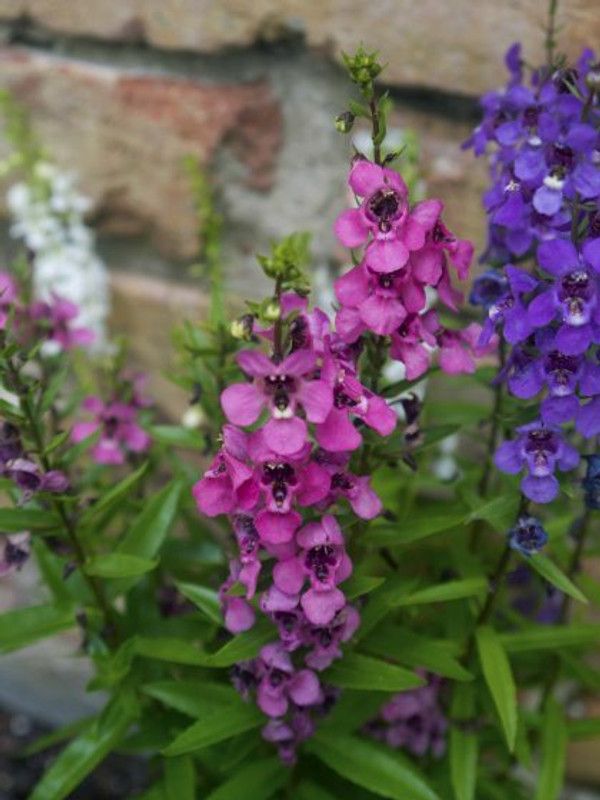 XOLDA Exotic larkspur Seed  (40 per packet)