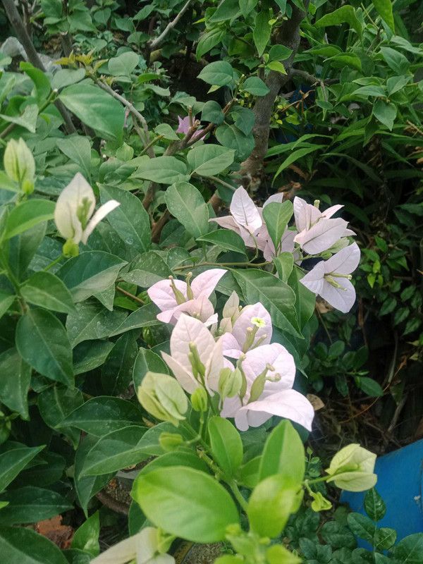 Platone Baugainvillea Plant  (Hybrid, Pack of 1)