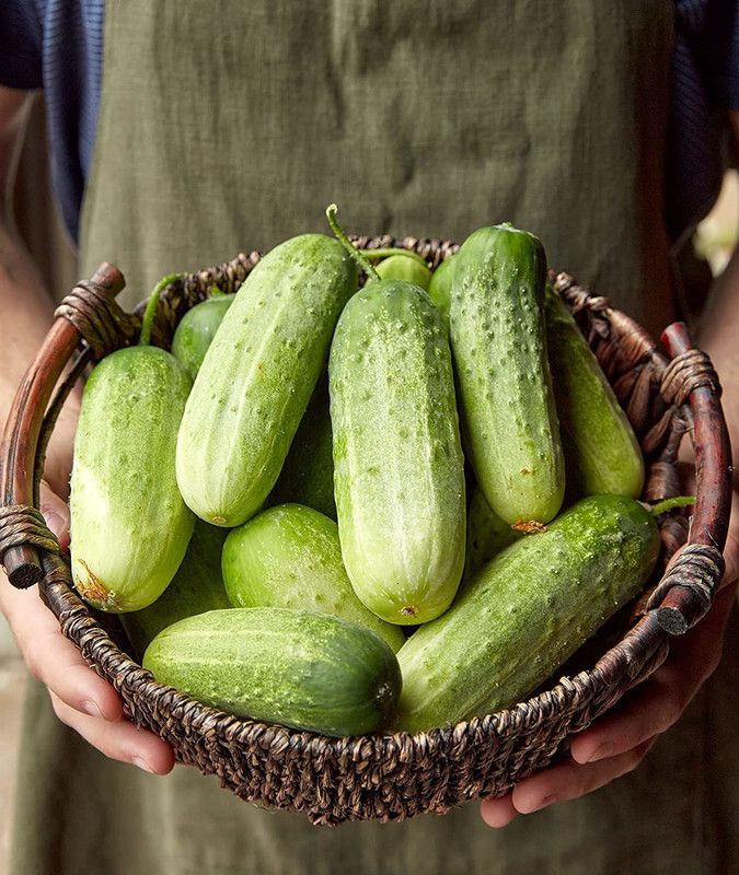 WILLVINE TLX-86 Pick-A-Bushel Pickling Cucumber Seeds-400 Seed  (400 per packet)
